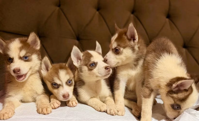 Hermosos husky siberianos de manto rojo hembras y machos con su tarjeta - Imagen 4