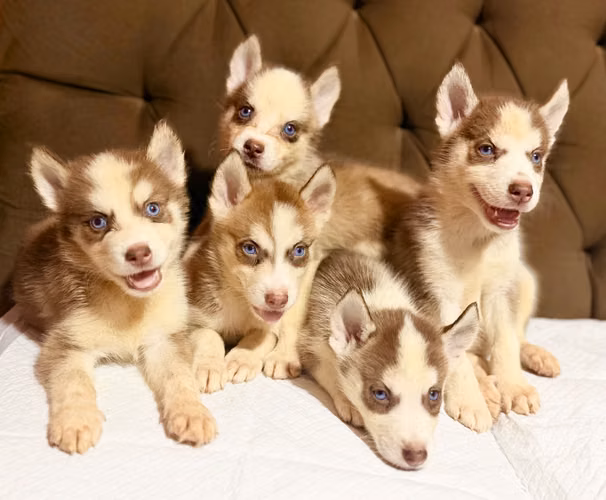 Hermosos husky siberianos de manto rojo hembras y machos con su tarjeta - Imagen 1