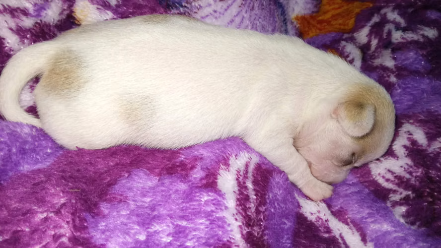 Chihuahuas hembras disponibles vacunas y desparasitante al día  - Imagen 2