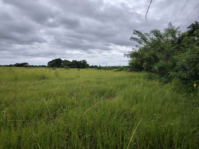 Se venden 5 Hectareas en el Chiru de Anton  - Imagen 2
