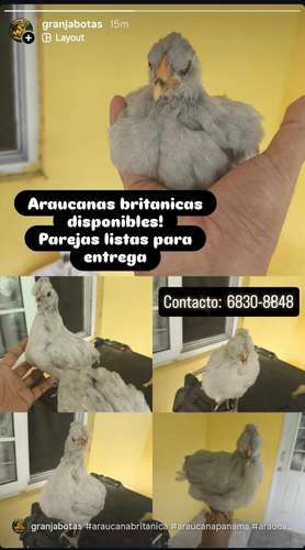 araucanas britanicas y brahma Leonado y pavos disponibles!