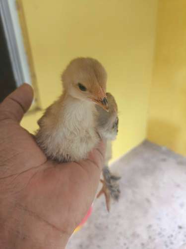 araucanas britanicas y brahma Leonado y pavos disponibles! - Imagen 3