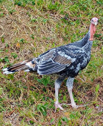 araucanas britanicas y brahma Leonado y pavos disponibles! - Imagen 4