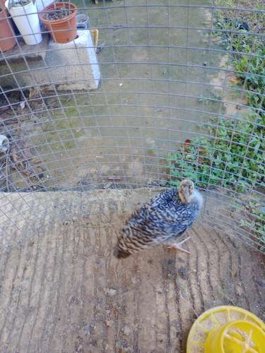araucanas britanicas y brahma Leonado y pavos disponibles! - Imagen 5