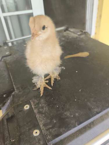 araucanas britanicas y brahma Leonado y pavos disponibles! - Imagen 2