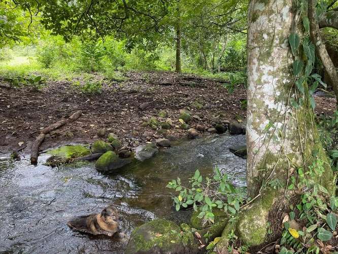 Terreno Amplio Cerca de Boquete Panama - Imagen 6