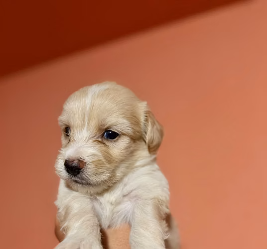 Cachorro Maltes  - Imagen 3