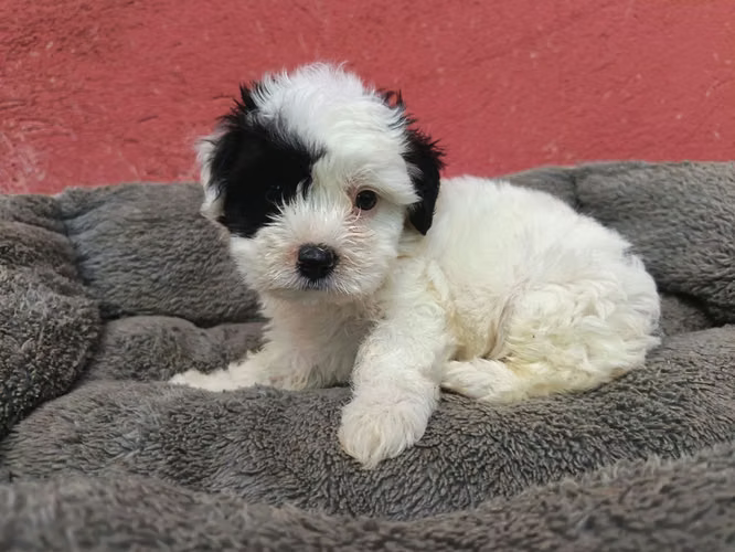 Maltipoo macho mini - Imagen 1