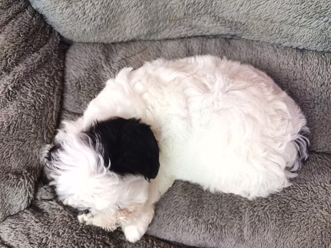 Maltipoo macho mini - Imagen 3