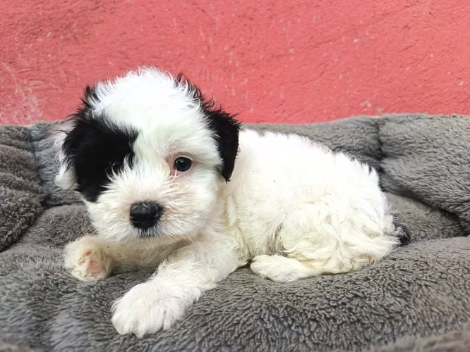 Maltipoo macho mini - Imagen 2
