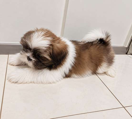 Hermosa hembra Shih tzu disponible  - Imagen 4