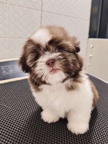 Hermosa hembra Shih tzu disponible 