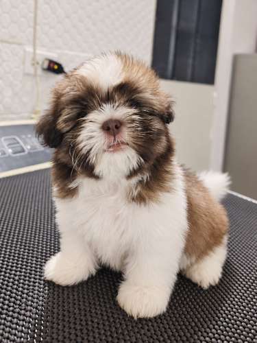 Hermosa hembra Shih tzu disponible  - Imagen 2
