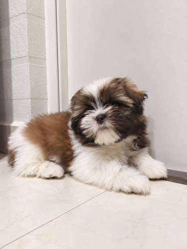 Hermosa hembra Shih tzu disponible  - Imagen 3