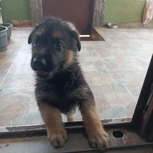 Venta cachorros de Pastor Alemán/ nacieron el 22 de agosto de 2026/ hembra y machos. - Imagen 4