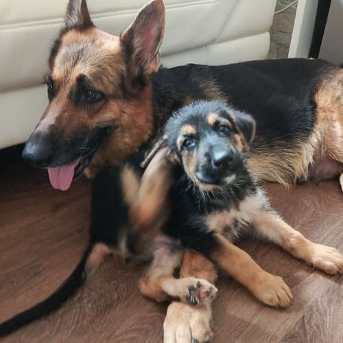 Venta cachorros de Pastor Alemán/ nacieron el 22 de agosto de 2026/ hembra y machos.