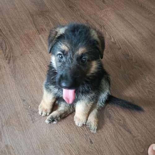 Venta cachorros de Pastor Alemán/ nacieron el 22 de agosto de 2026/ hembra y machos. - Imagen 2