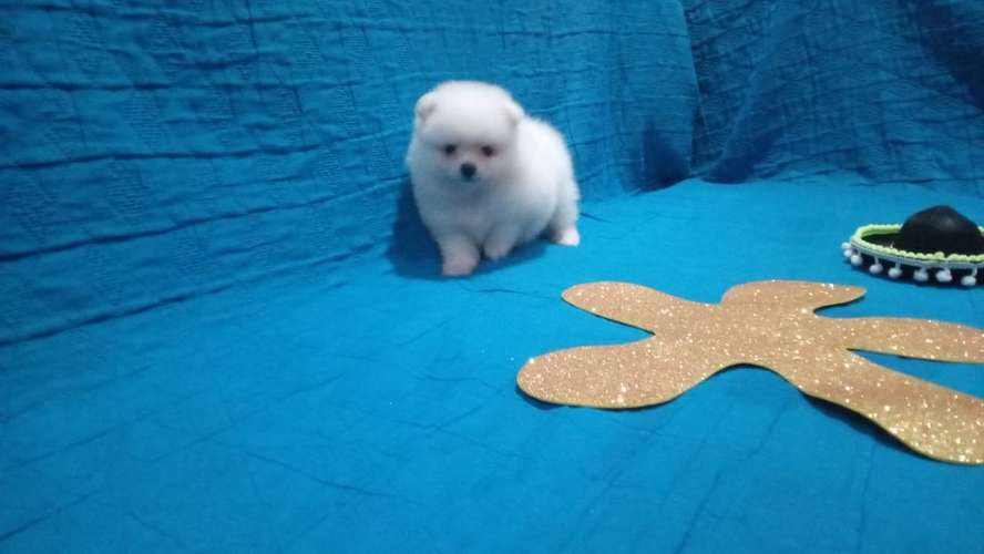 Hermosa pomeranian  - Imagen 3