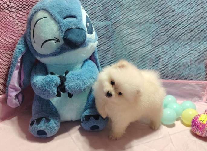 Hermosa pomeranian  - Imagen 5