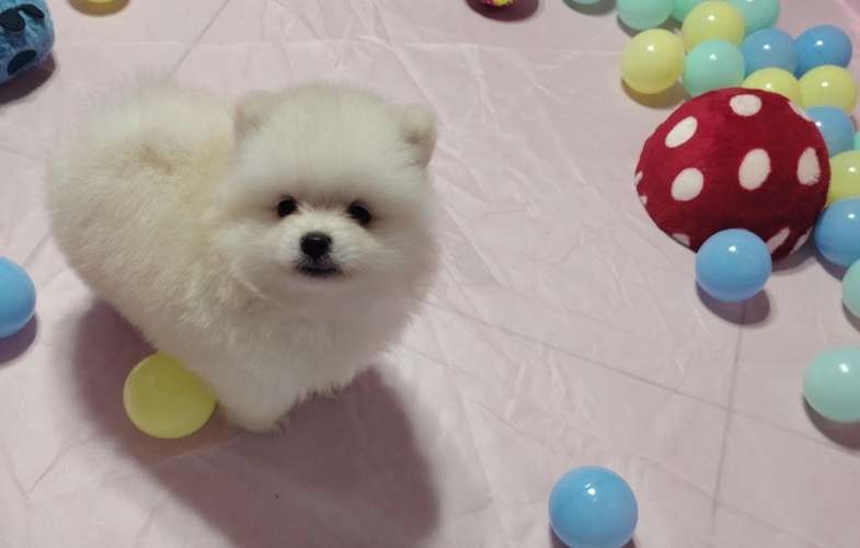 Hermosa pomeranian  - Imagen 6