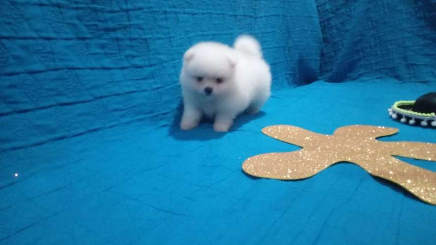 Hermosa pomeranian  - Imagen 2