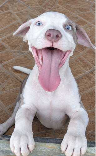 Pittbul Puro Blue terrier y Pittbul Melier