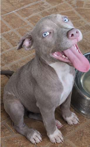 Pittbul Puro Blue terrier y Pittbul Melier