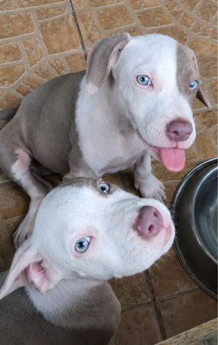 Pittbul Puro Blue terrier y Pittbul Melier