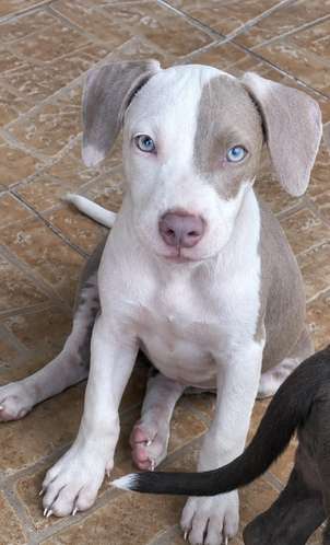 Pittbul Puro Blue terrier y Pittbul Melier