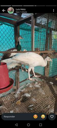 Pavos rea pecho azul, arlequin y blancos. - Imagen 4