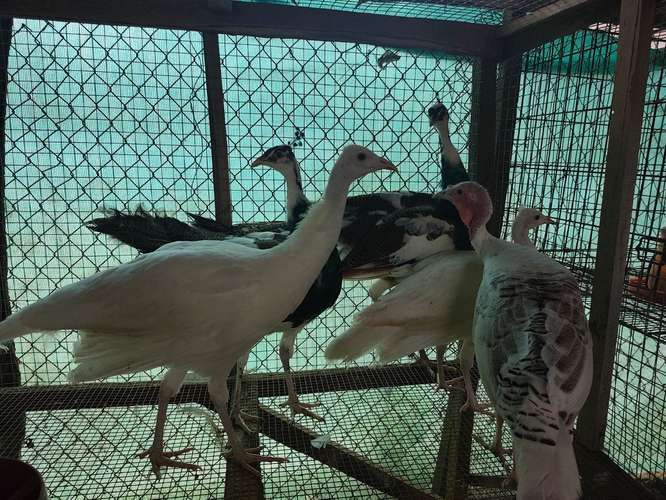 Pavos rea pecho azul, arlequin y blancos.