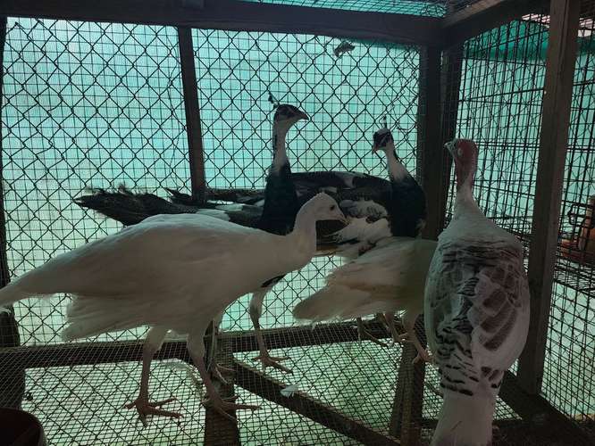 Pavos rea pecho azul, arlequin y blancos. - Imagen 2