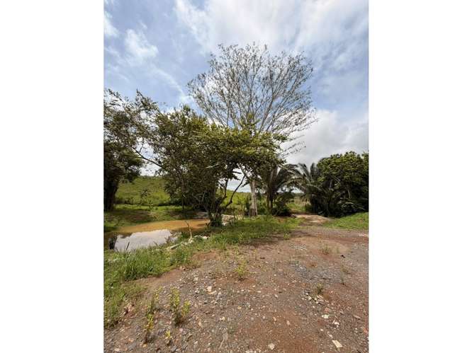SE VENDE FINCA GANADERA 8.8 HECTAREAS EN CHORRERA LAS MENDOZA