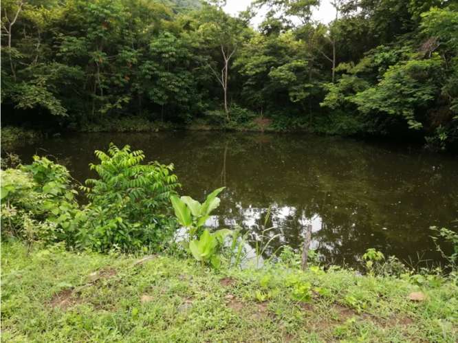 SE VENDE FINCA 88 HECTAREAS EN CAPIRA CERMEÑO  5 LAGOS Y ZONAS VERDES - Imagen 11