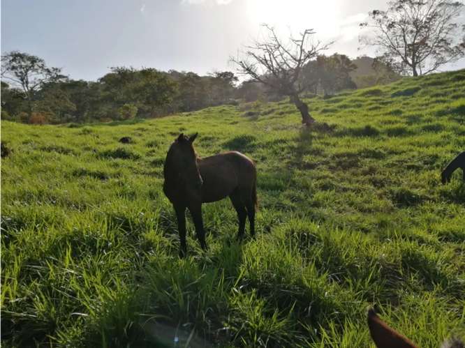 SE VENDE FINCA 88 HECTAREAS EN CAPIRA CERMEÑO  5 LAGOS Y ZONAS VERDES - Imagen 12