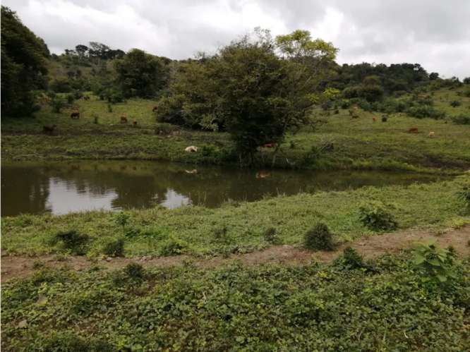 SE VENDE FINCA 88 HECTAREAS EN CAPIRA CERMEÑO  5 LAGOS Y ZONAS VERDES - Imagen 13