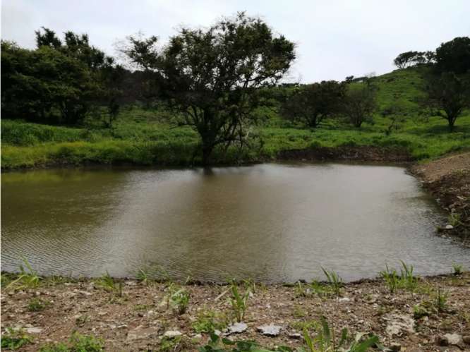 SE VENDE FINCA 88 HECTAREAS EN CAPIRA CERMEÑO  5 LAGOS Y ZONAS VERDES - Imagen 7