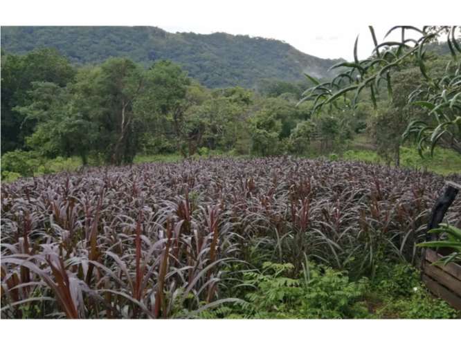 CAPIRA / CERMEÑO / FINCA / 88 HECTAREAS / 5 LAGOS / ZONAS VERDES - Imagen 17