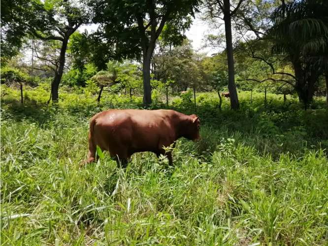CAPIRA / CERMEÑO / FINCA / 88 HECTAREAS / 5 LAGOS / ZONAS VERDES - Imagen 14