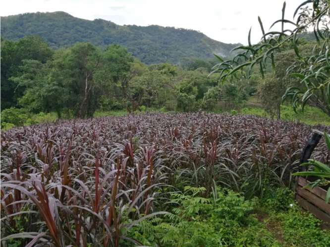CAPIRA / CERMEÑO / FINCA / 88 HECTAREAS / 5 LAGOS / ZONAS VERDES - Imagen 4