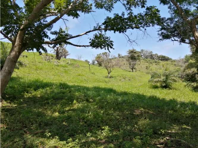 CAPIRA / CERMEÑO / FINCA / 88 HECTAREAS / 5 LAGOS / ZONAS VERDES - Imagen 6