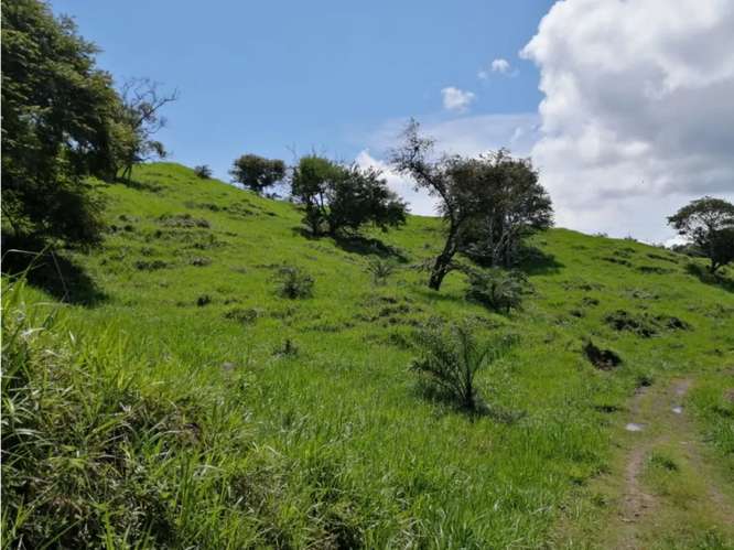 CAPIRA / CERMEÑO / FINCA / 88 HECTAREAS / 5 LAGOS / ZONAS VERDES - Imagen 15
