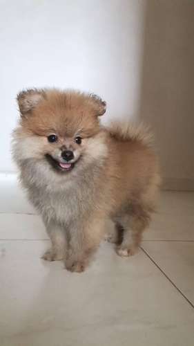 Pomerania