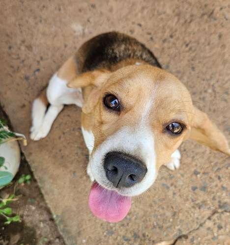 Beagle busca novio  - Imagen 3