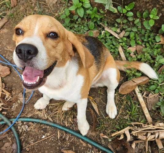 Beagle busca novio 