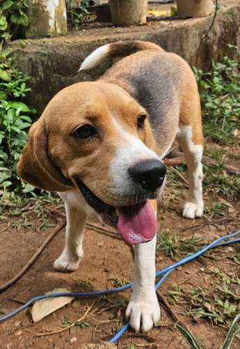 Beagle busca novio  - Imagen 2