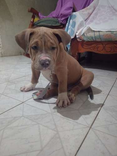 Américan Bully macho - Imagen 4