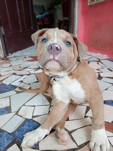Américan Bully macho - Imagen 5
