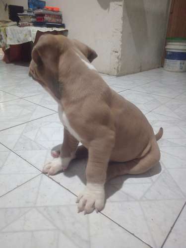 Américan Bully macho - Imagen 6