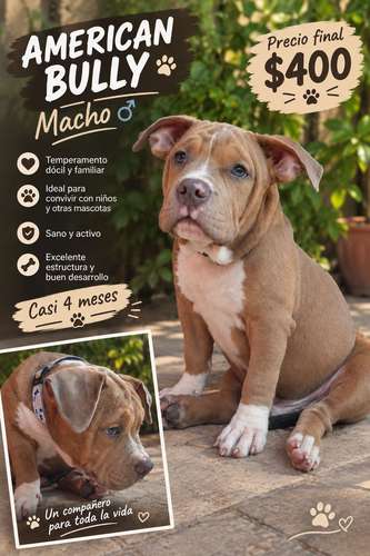 Américan Bully macho